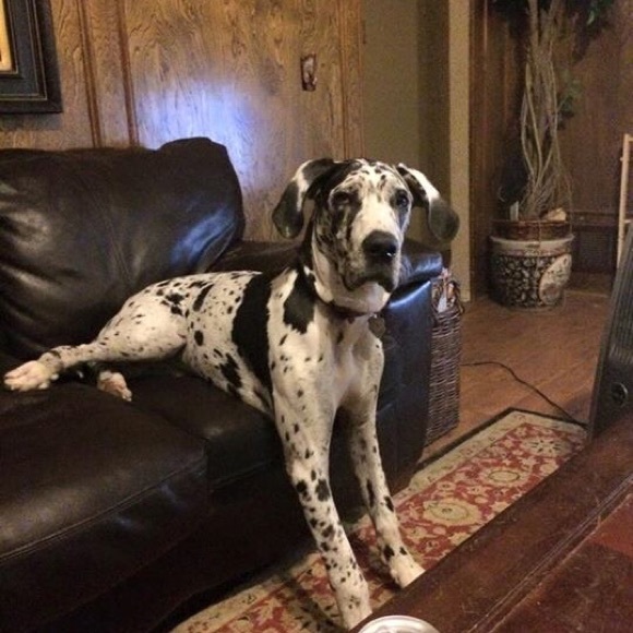 Meet your Posher, Kristen - Picture 4 of 4